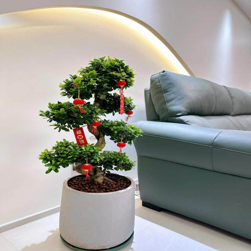 金钱榕树盆栽室内客厅招财绿植摇钱树办公室盆景庭院植物乔迁送礼,淘宝优惠券,粉丝福利购,淘宝优惠卷