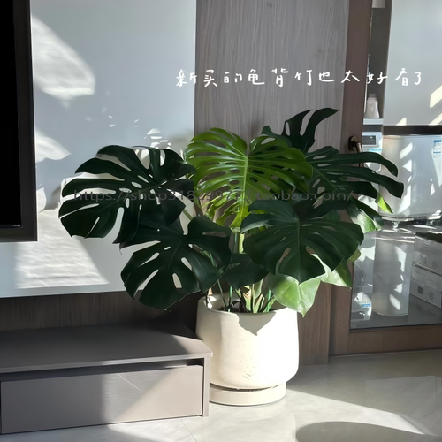龟背竹大盆栽室内外开背大型老桩植物除甲醛净化空气好养客厅植物 - 图3