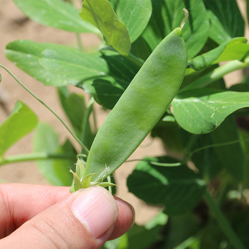 密农人家 荷兰豆 甜脆青豌豆荚 新鲜现摘豌豆角 农家豌豆250g - 图0