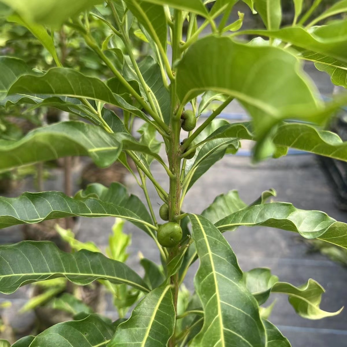 台湾黄晶果树苗嫁接黄金果苗久蜜冬蜜四季当年结果南方种植盆栽地