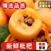 Yunnan Monself sweet loquat 5 catty fresh fruit when season now off the farmhouse loquat pregnant woman sweet pipa big fruit