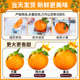 Authentic Chunmi raking oranges