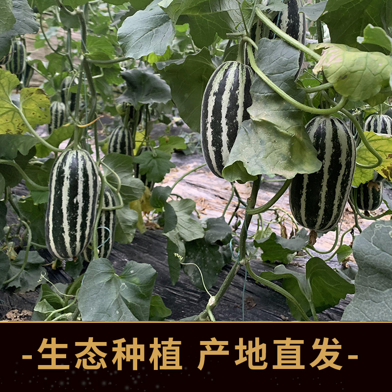 顺丰山东博洋9号甜瓜5斤新鲜水果当季整箱九号羊角脆甜香蜜甜瓜 - 图3