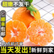 Authentic Chunmi raking oranges