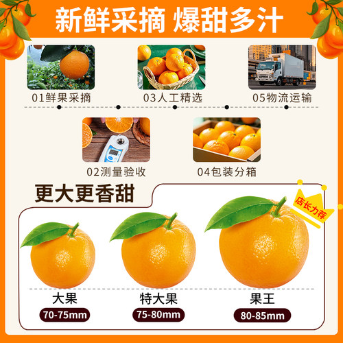 正宗伦晚脐橙春橙秭归10橙子当季新鲜水果整箱斤专果冻甜榨汁用大 - 图3