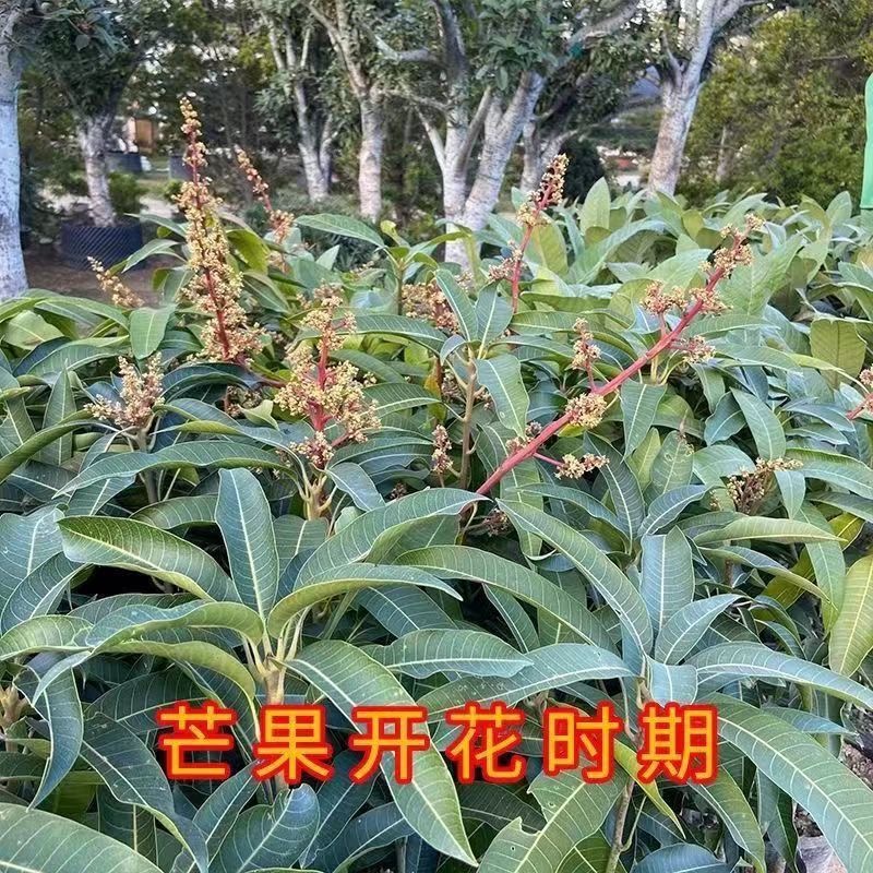 芒果树苗嫁接四季芒金煌芒贵妃芒果苗树盆栽矮化庭院阳台当年结果 - 图0