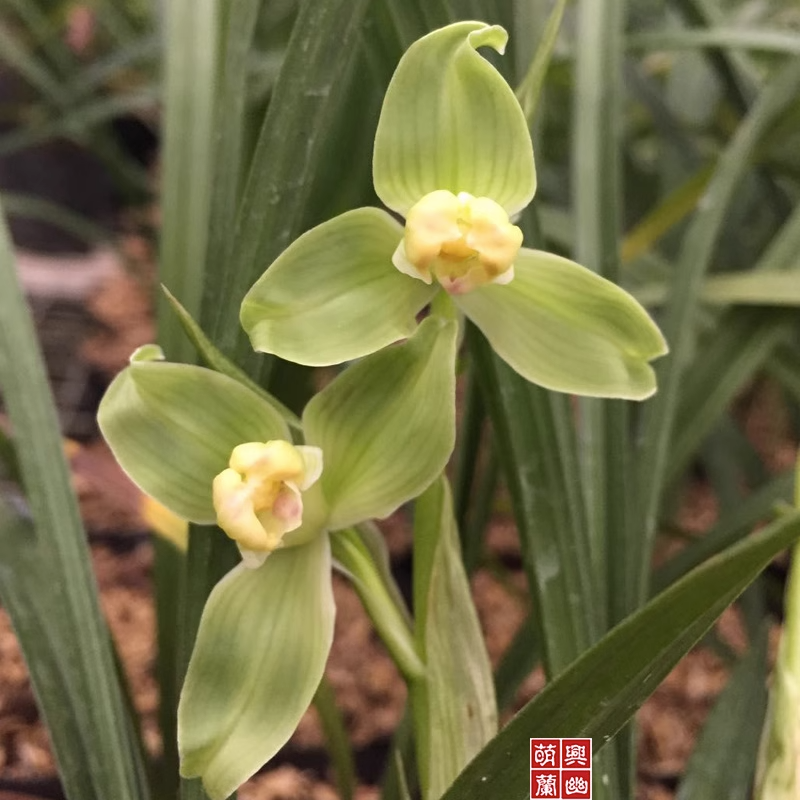 四川名贵兰花盆栽大红荷特级花卉室内植物花客厅绿植阳台盆景盆花 - 图1