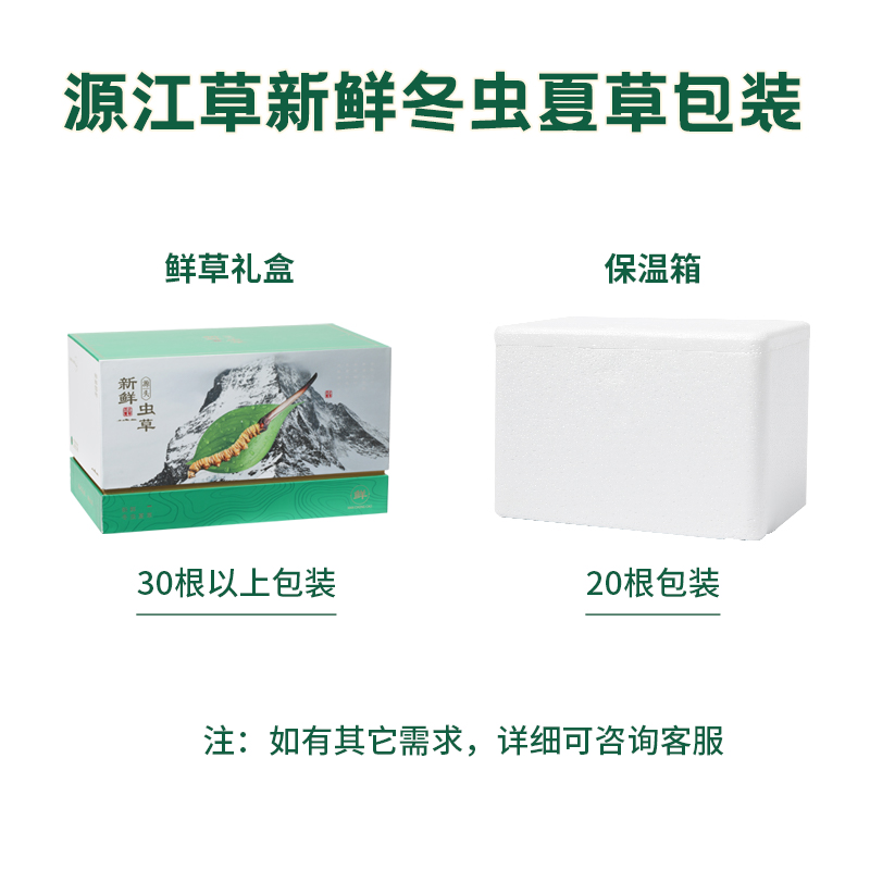 源江草24年新鲜冬虫夏草官方旗舰店0.7克/根正品头期鲜虫草20根 - 图2