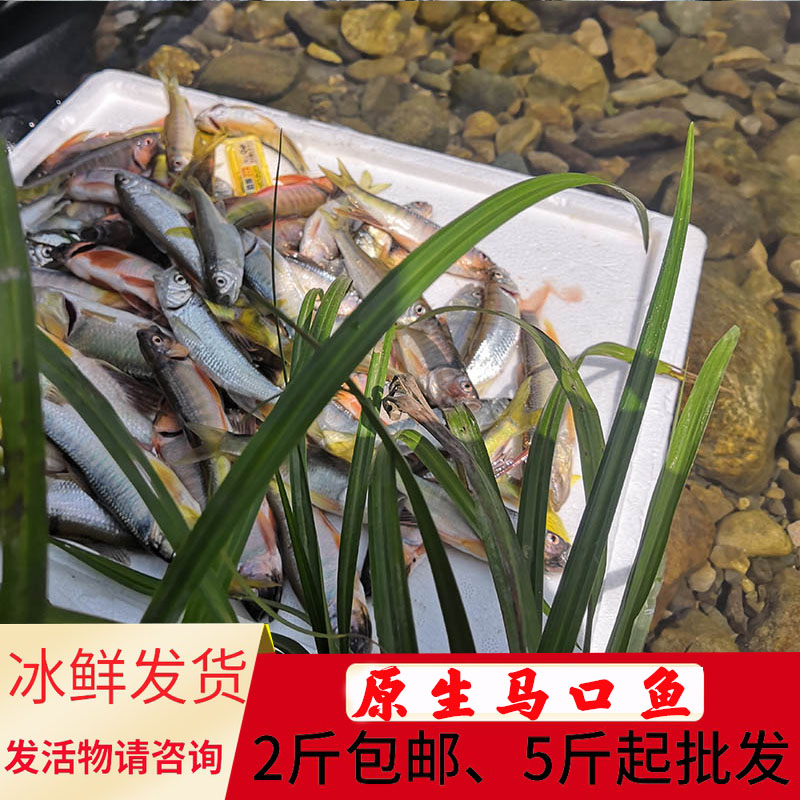 新鲜马口鱼野钓原生小河鱼鲜活桃花鱼溪流鱼石斑鱼淡水山鳡光唇鱼 - 图2