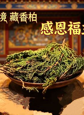 正宗西藏藏香柏枝叶家用净化空气