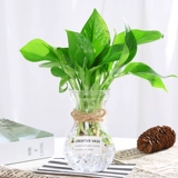 Гидропонная завода ваза творческий, простой стеклянный маленький свежий свежий прозрачный воду -зеленые расколотые цветы