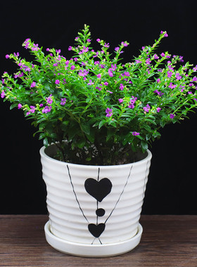 满天星内外阳台客厅庭院观花盆栽