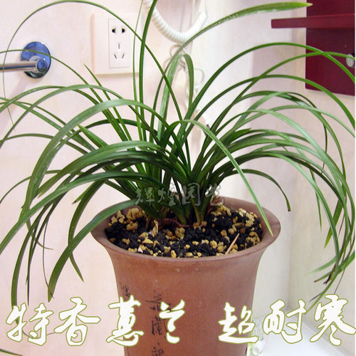 特香蕙兰春兰兰花苗 九头兰国兰四季兰 室内花卉绿植小盆栽 - 图2