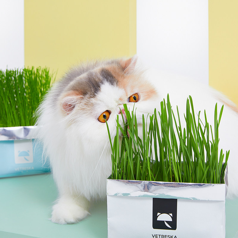 未卡无土猫草80g猫薄荷猫零食去毛球化毛膏猫草水培种籽种植套装