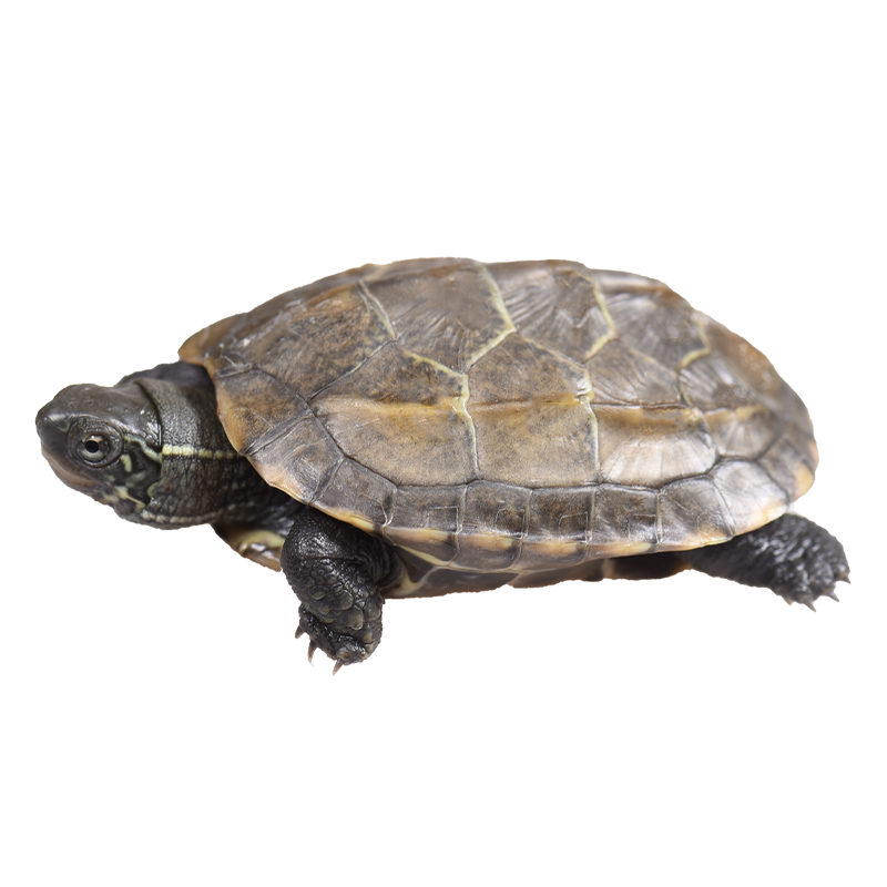 外塘中华草龟活体小乌龟招财长寿龟金线龟宠物龟观赏龟冷水龟,淘宝优惠券,粉丝福利购,淘宝优惠卷
