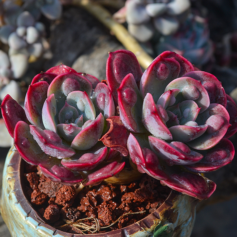 只售精品多肉【雨滴】一物一拍稀有贵货多肉植物-图1