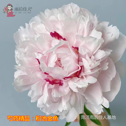 正宗菏泽观赏芍药花苗重瓣大富贵晴雯粉池金鱼芍药根庭院阳台盆栽 - 图2
