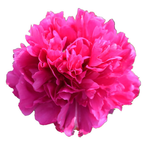 正宗菏泽观赏芍药花苗重瓣大富贵晴雯粉池金鱼芍药根庭院阳台盆栽 - 图3