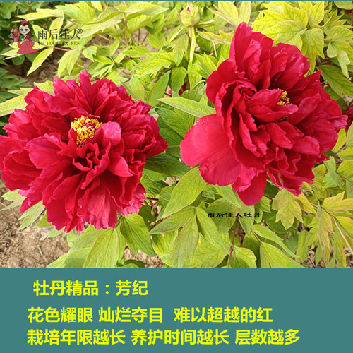芳记纪牡丹花苗红色正宗多分枝大苗菏泽洛阳牡丹大王盆栽阳台庭院 - 图1