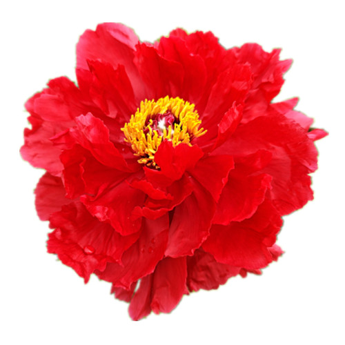 芳记纪牡丹花苗红色正宗多分枝大苗菏泽洛阳牡丹大王盆栽阳台庭院 - 图3