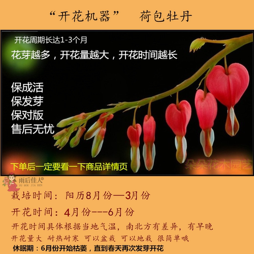 荷包牡丹苗多年红白粉色草本植物耐寒带芽菏泽发货进口品种庭院 - 图0