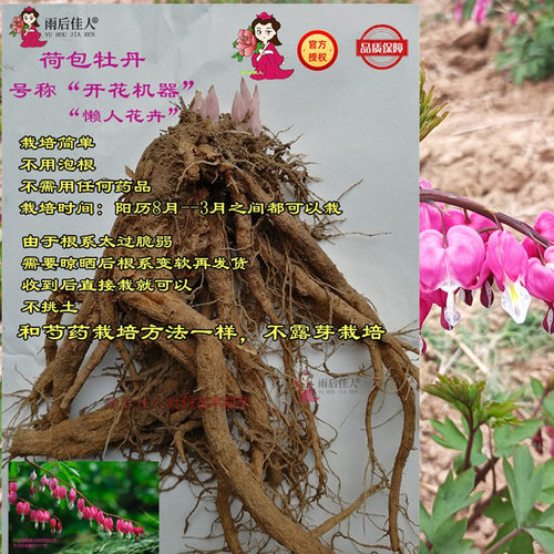 荷包牡丹苗多年红白粉色草本植物耐寒带芽菏泽发货进口品种庭院 - 图1