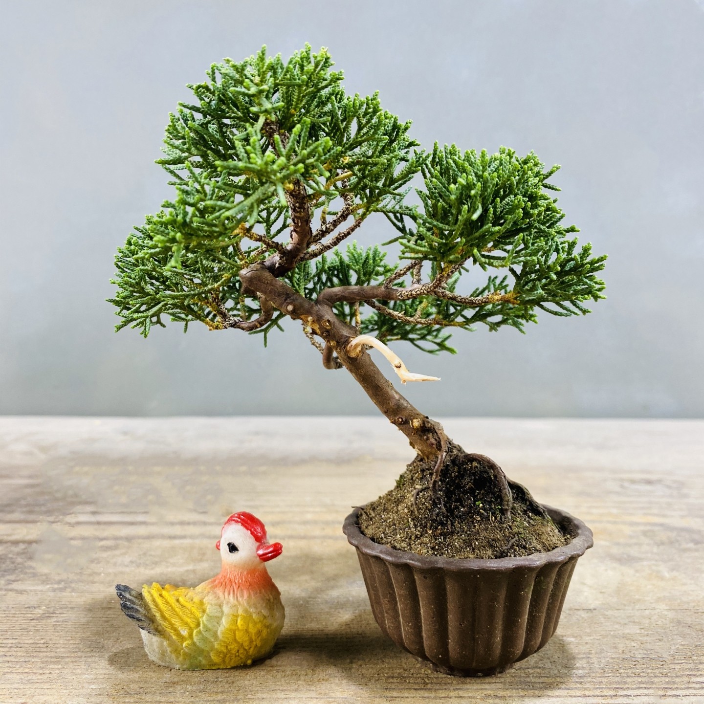 基地直销济州真柏盆景办公室室内阳台庭院四季常青盆栽茶台摆件,淘宝优惠券,粉丝福利购,淘宝优惠卷