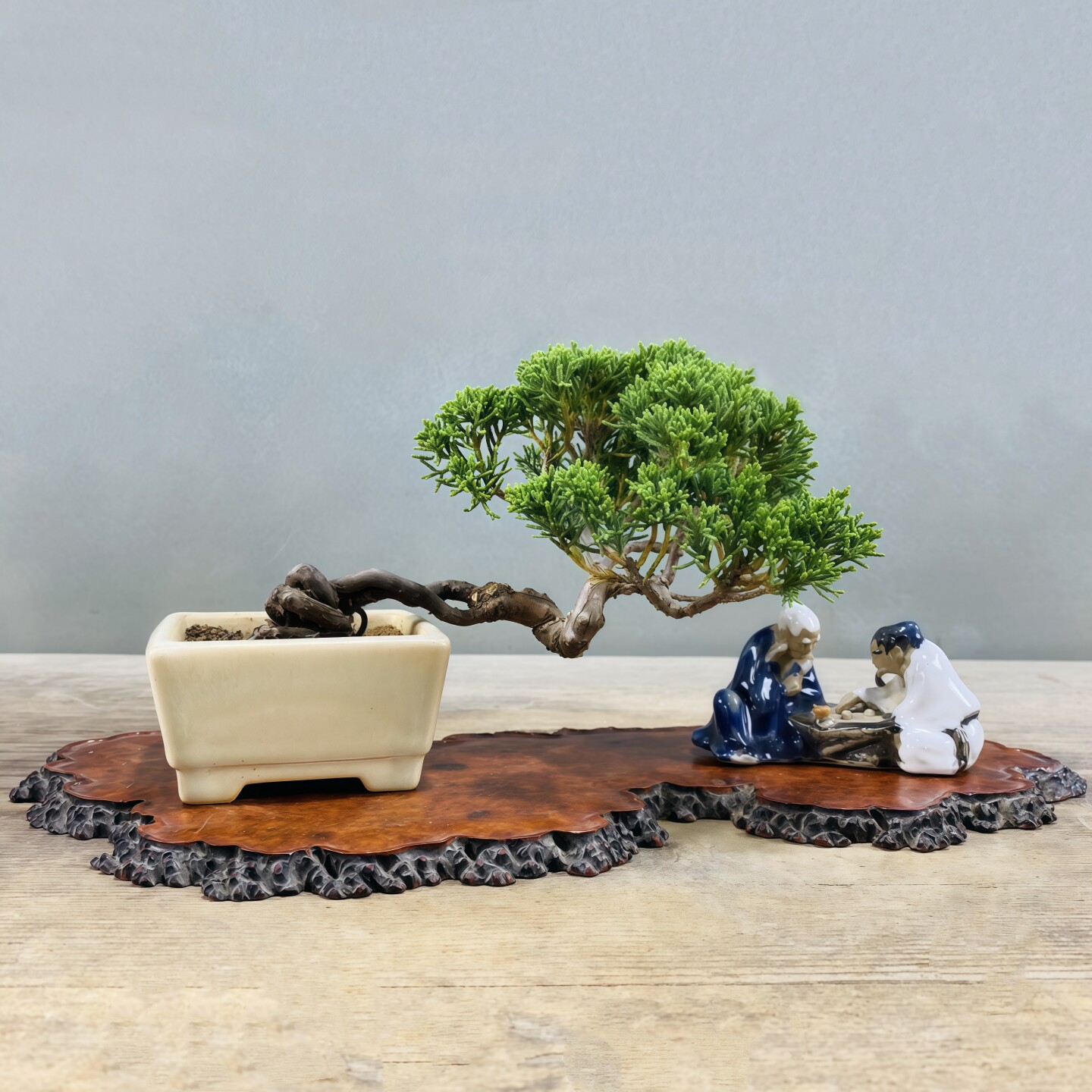 基地直销济州真柏盆景办公室室内阳台庭院四季常青盆栽茶台摆件,淘宝优惠券,粉丝福利购,淘宝优惠卷