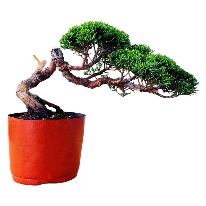 基地直销宫阪系鱼川真柏小盆景老桩素材高档盆栽阳台茶台绿植摆件,淘宝优惠券,粉丝福利购,淘宝优惠卷