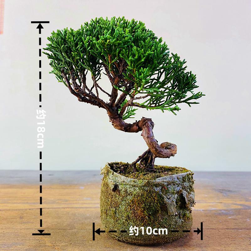 日本济州真柏纪州真柏小盆景柏树盆栽办公室室内茶台一物一拍摆件,淘宝优惠券,粉丝福利购,淘宝优惠卷