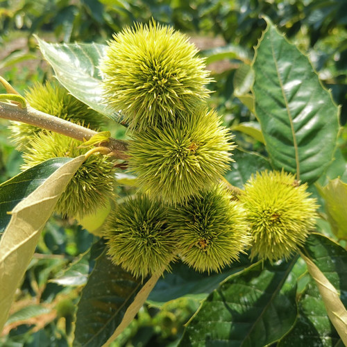 板栗苗树嫁接迁西板栗大红袍苗油栗树苗盆地栽南北方种植当年结果 - 图1