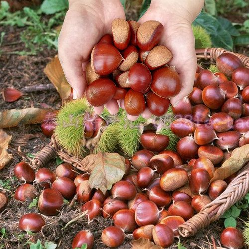 板栗苗树嫁接迁西板栗大红袍苗油栗树苗盆地栽南北方种植当年结果 - 图2