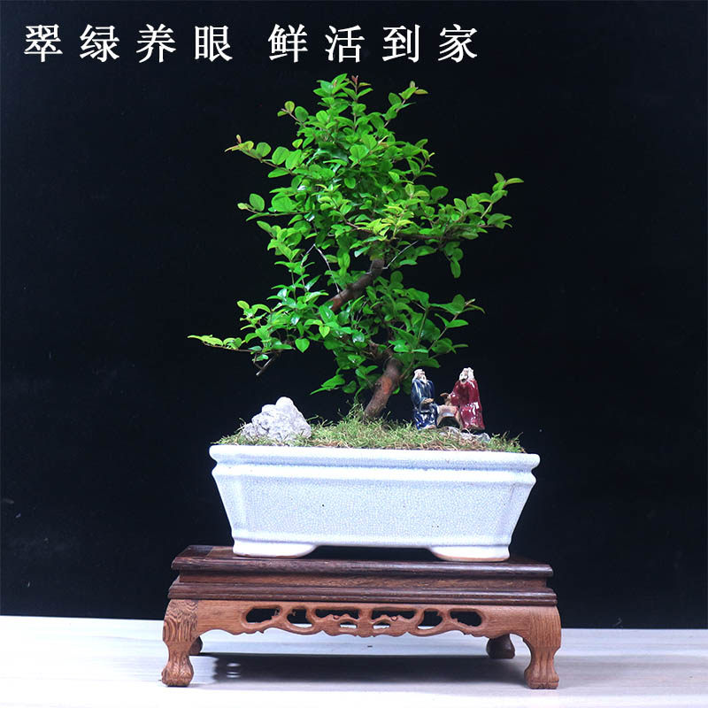 小叶雀梅盆景绿植茶桌盆栽老桩造型植物庭院室内客厅办公室桌面,淘宝优惠券,粉丝福利购,淘宝优惠卷