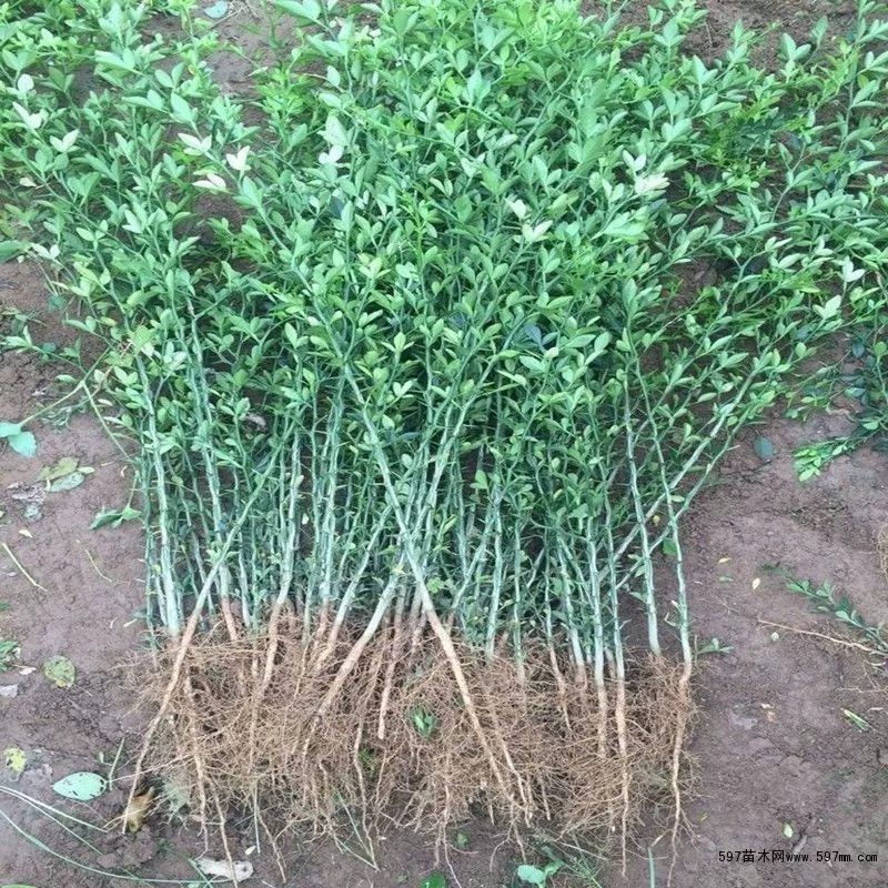 [Citrus grafted orange seedling for courtyard fence protective hedge]