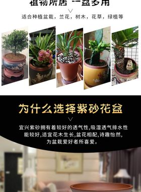 宜兴紫砂花盆陶瓷斗盆大口径客厅金弹子专用精品紫砂盆景盆套盆