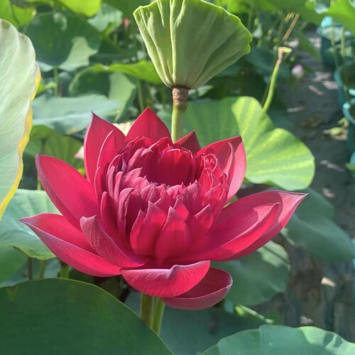 荷花莲花苗盆栽观赏种藕种苗水生植物庭院池塘种植四季 - 图3
