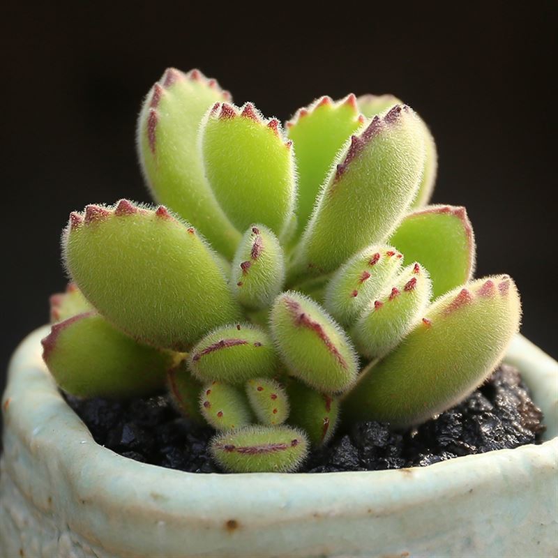 熊童子多肉植物盆栽多头群生熊爪爪白熊泰迪熊彩虹熊超萌肉肉绿熊-图1