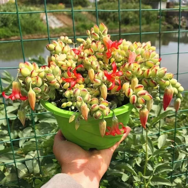 达摩福娘群生多头多肉植物带香味开花趣味绿植老桩室内阳台小盆栽 - 图0