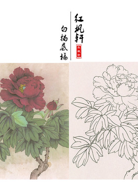 有步骤王少卿工笔画白描底稿牡丹