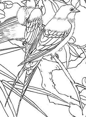 国画花鸟白描底稿团扇牡丹天香