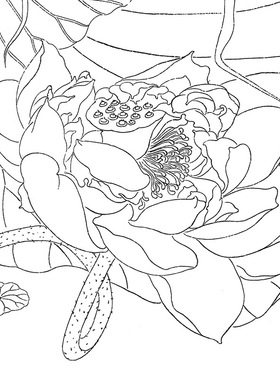 工笔画白描底稿小民花鸟相望
