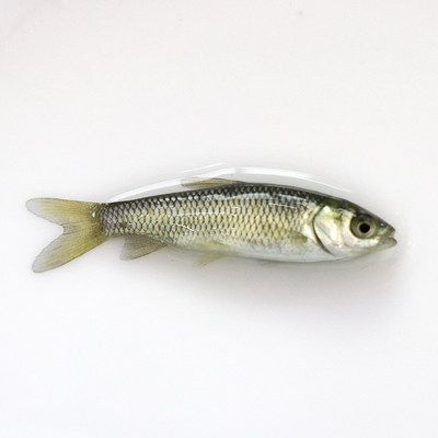 鲫鱼苗草鱼苗活体青鱼苗饵料鱼苗泥鳅苗花白鲢苗宏鑫水产陈翠云 虎窝淘