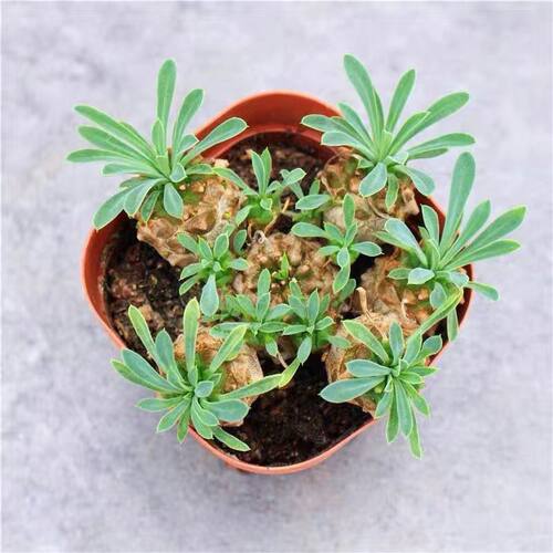 峨眉山小菠萝铁甲麒麟多肉植物大戟科群生块根室内新手好养活盆栽 - 图2