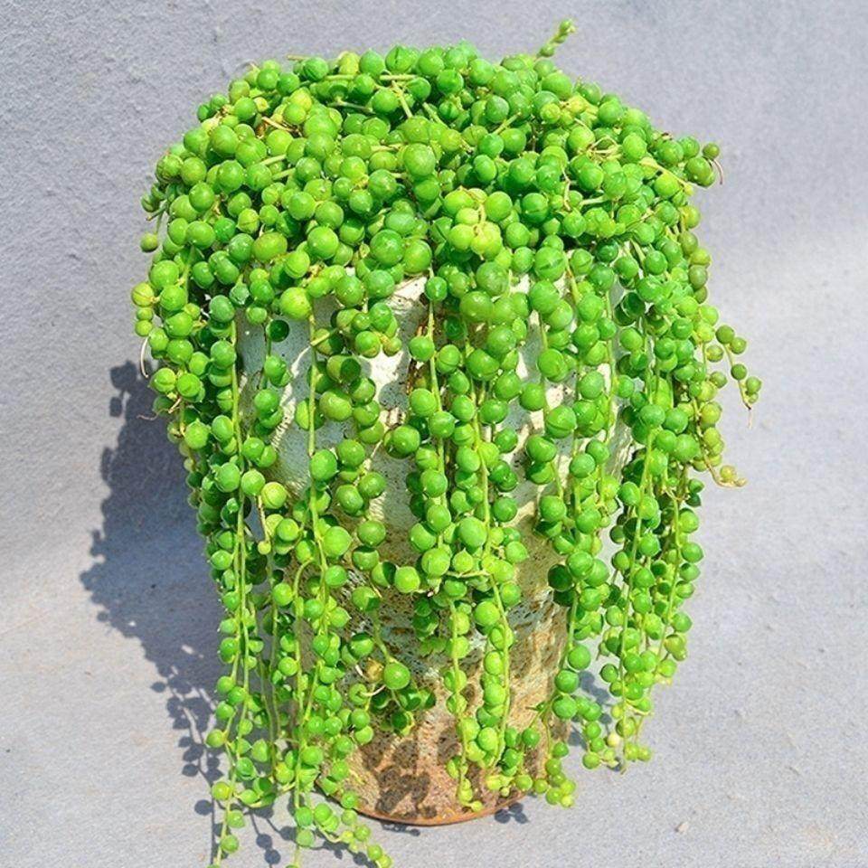 大盆多肉植物吊兰佛珠情人泪紫玄月室内阳台盆栽防辐射净化空气,淘宝优惠券,粉丝福利购,淘宝优惠卷