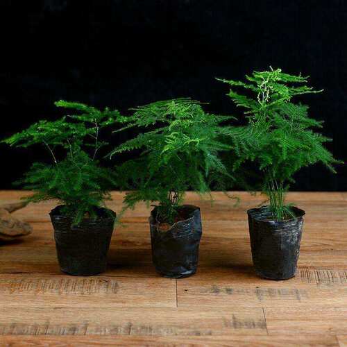 文竹盆栽绿植花卉盆景植物室内书法水培文松云竹带盆大苗四季常青 - 图1