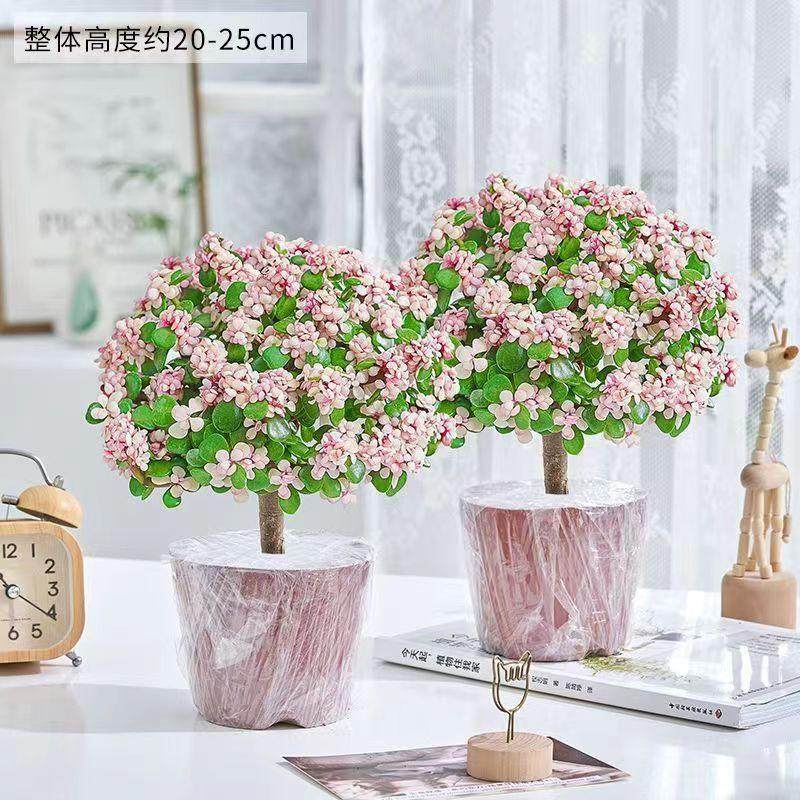 金枝玉叶老桩盆栽多肉植物批发室内花卉耐旱懒人好养棒棒糖造型,淘宝优惠券,粉丝福利购,淘宝优惠卷