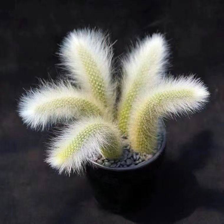 新品种稀有粉九尾狐多肉长毛盆栽软毛植物尾巴仙人球办公室好养活,淘宝优惠券,粉丝福利购,淘宝优惠卷