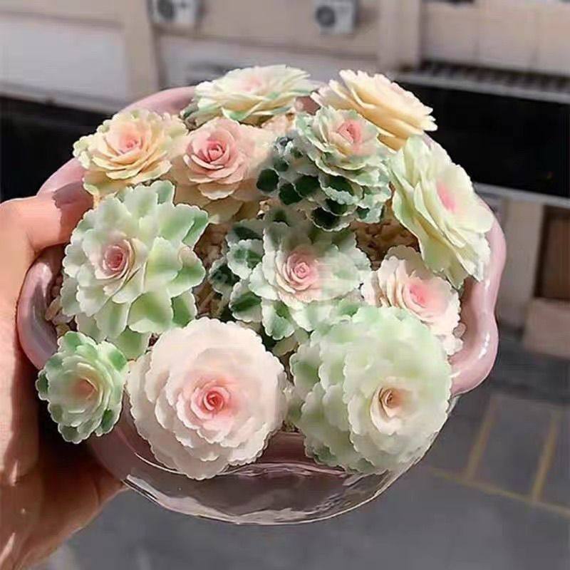 多肉植物亚特兰蒂斯锦多头群生花卉盆栽美观净化空气盆栽带盆栽好,淘宝优惠券,粉丝福利购,淘宝优惠卷