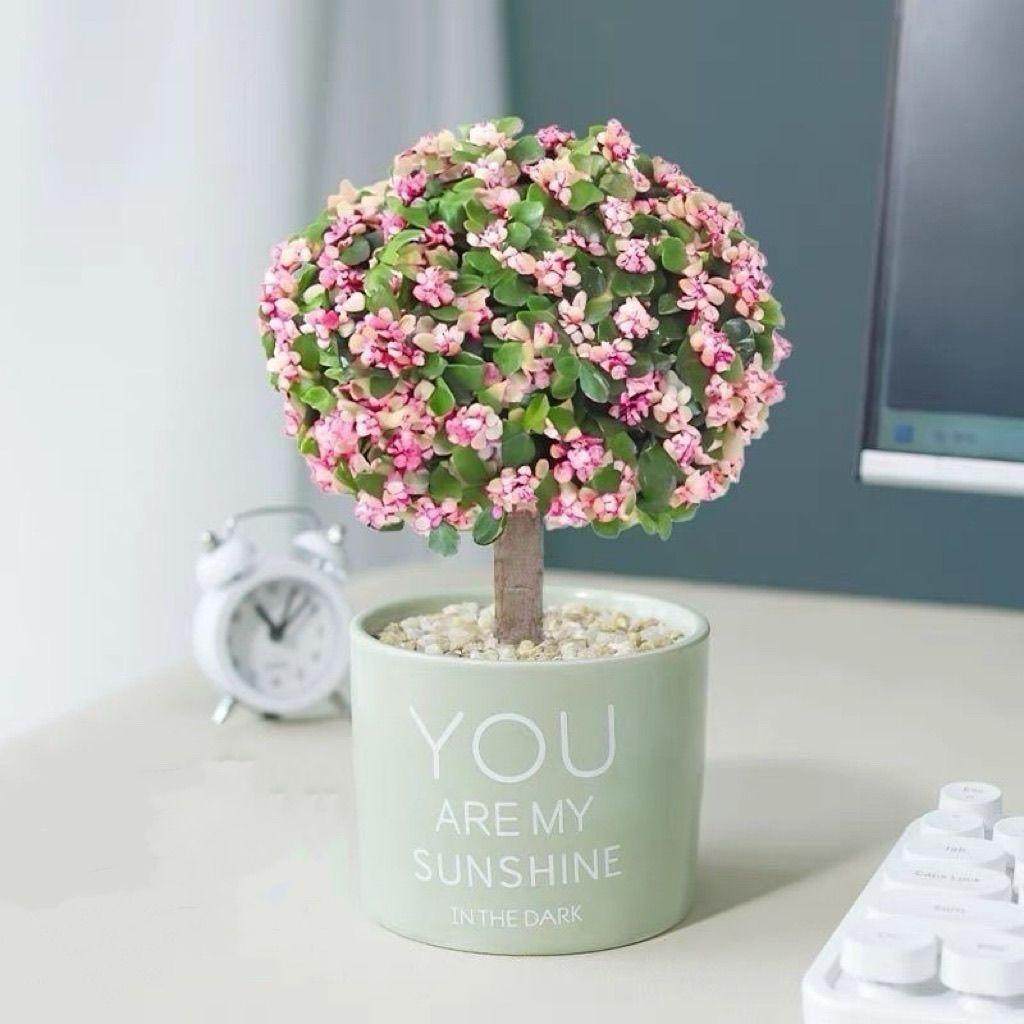 金枝玉叶多年老桩盆栽带盆带土室内阳台办公室桌面绿植花卉棒棒糖,淘宝优惠券,粉丝福利购,淘宝优惠卷