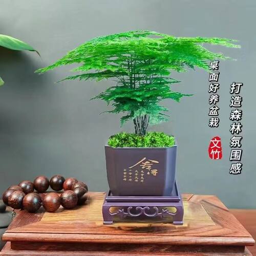 文竹盆栽绿植花卉盆景植物室内书法水培文松云竹带盆大苗四季常青 - 图0